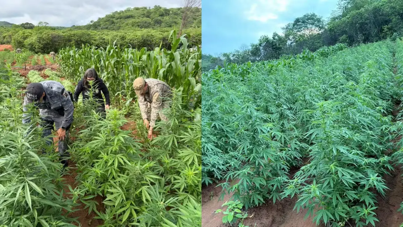Vasta plantação ilegal de maconha com milhares de pés sendo erradicada pela polícia em Vera Mendes, Piauí.