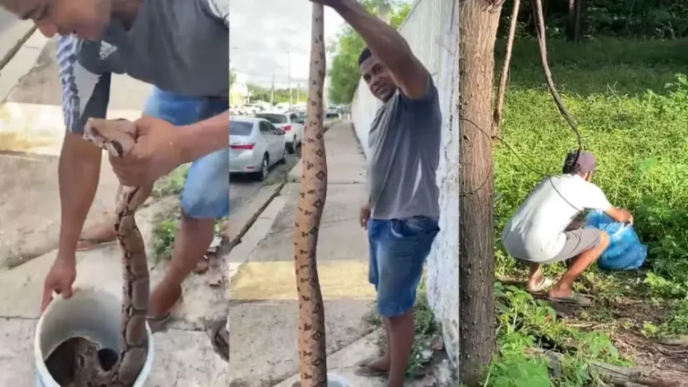 Morador encontra sucuri de 2 metros em terreno na Zona Leste de Teresina