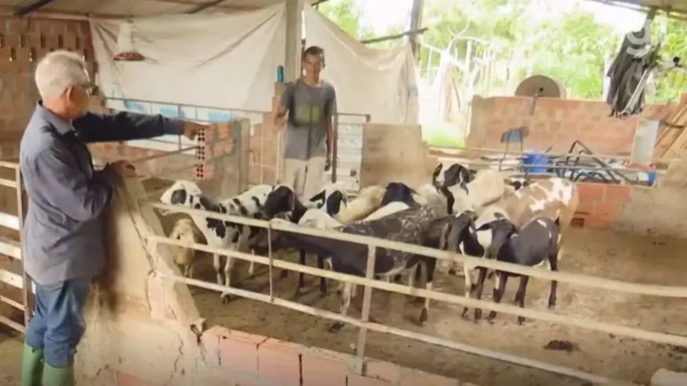 Animal selvagem mata mais de 40 animais em propriedades de Bacabal