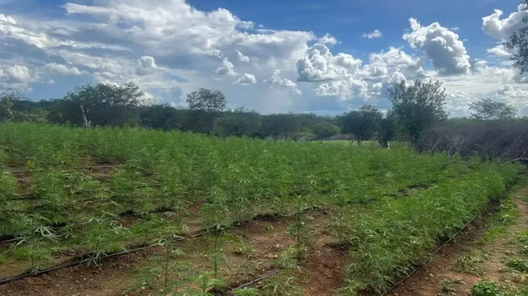 Polícia Federal prende três e destrói plantação de 3,5 hectares de maconha em Avelino Lopes